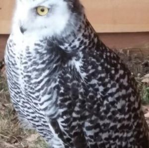 Meet your Posher, Sherie